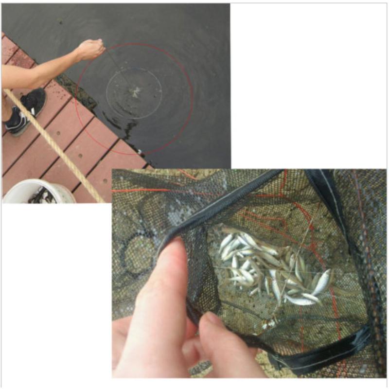 Red de pesca plegable con 12 agujeros para cangrejos y peces