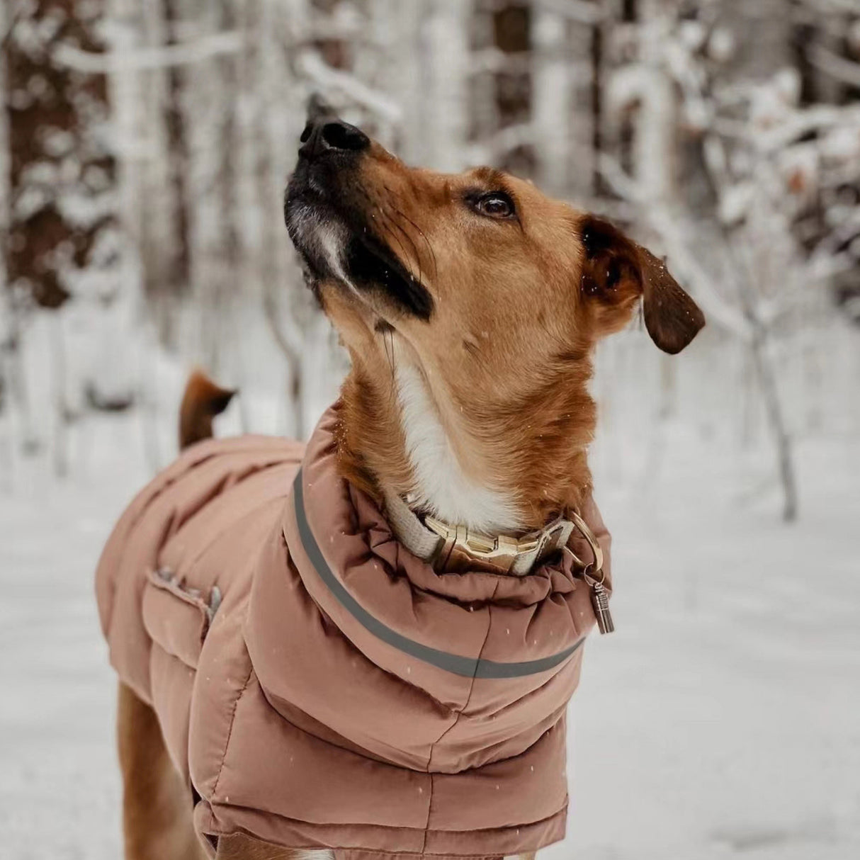 Dog clothing thickened warm waterproof windproof two leg coat pet vest cotton coat - V.I.P Digital Presence