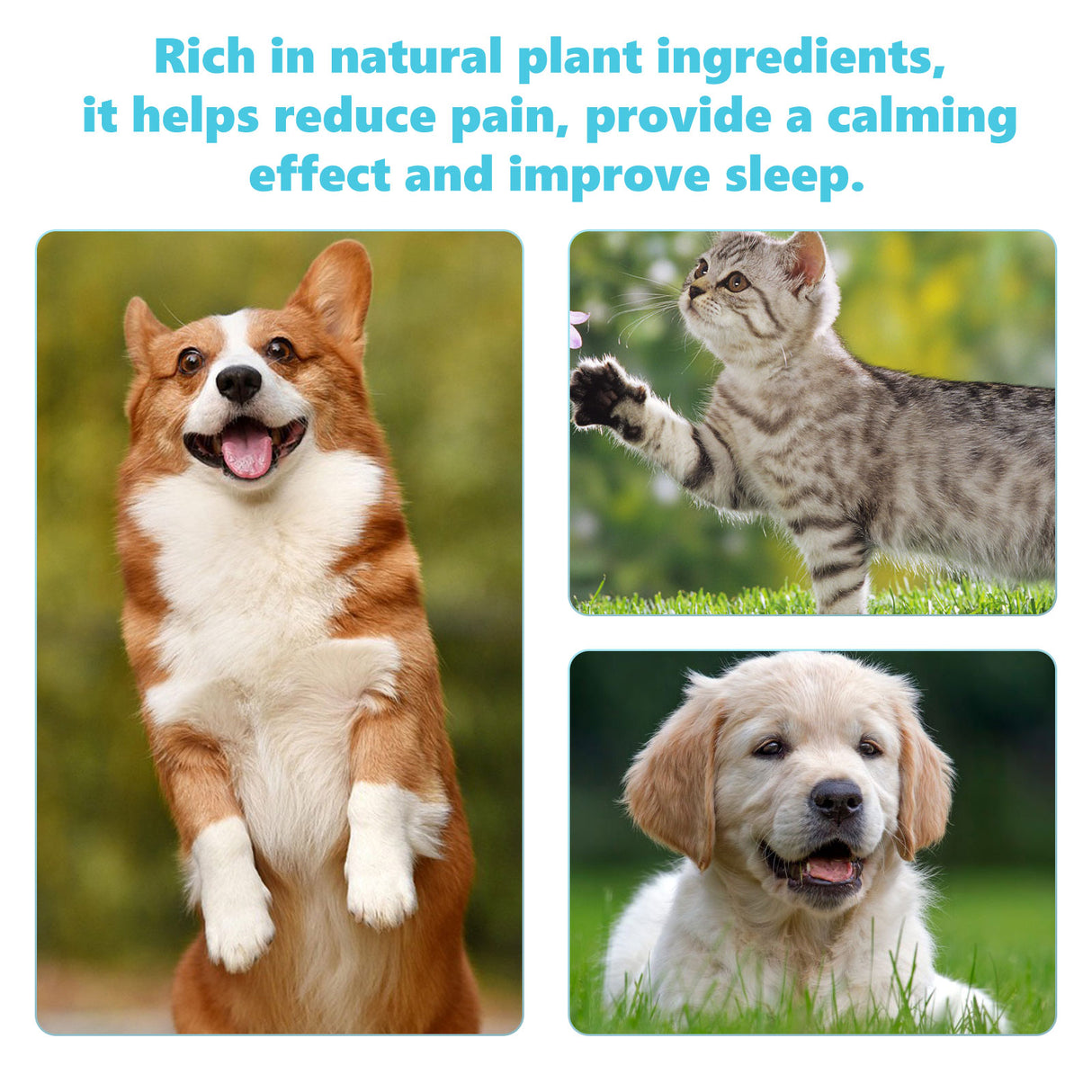 Pet Glucosamine Drops Relieve Pain Of Bones And Joints For Pets Body Care For Cats And Dogs - V.I.P Digital Presence