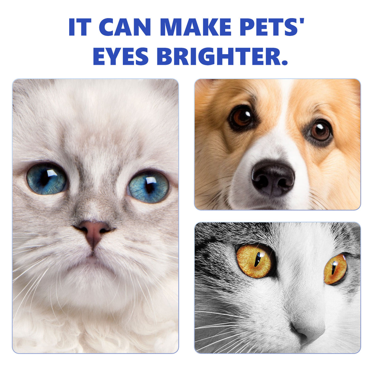 Pet Eye Drops, Cats And Dogs Eye Cleaning Care Pet Eye Wash Tear Stain Remover - V.I.P Digital Presence