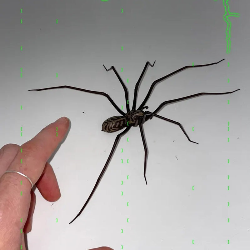 Plastic Spider as Decoration - Novelty Ornament - V.I.P Digital Presence