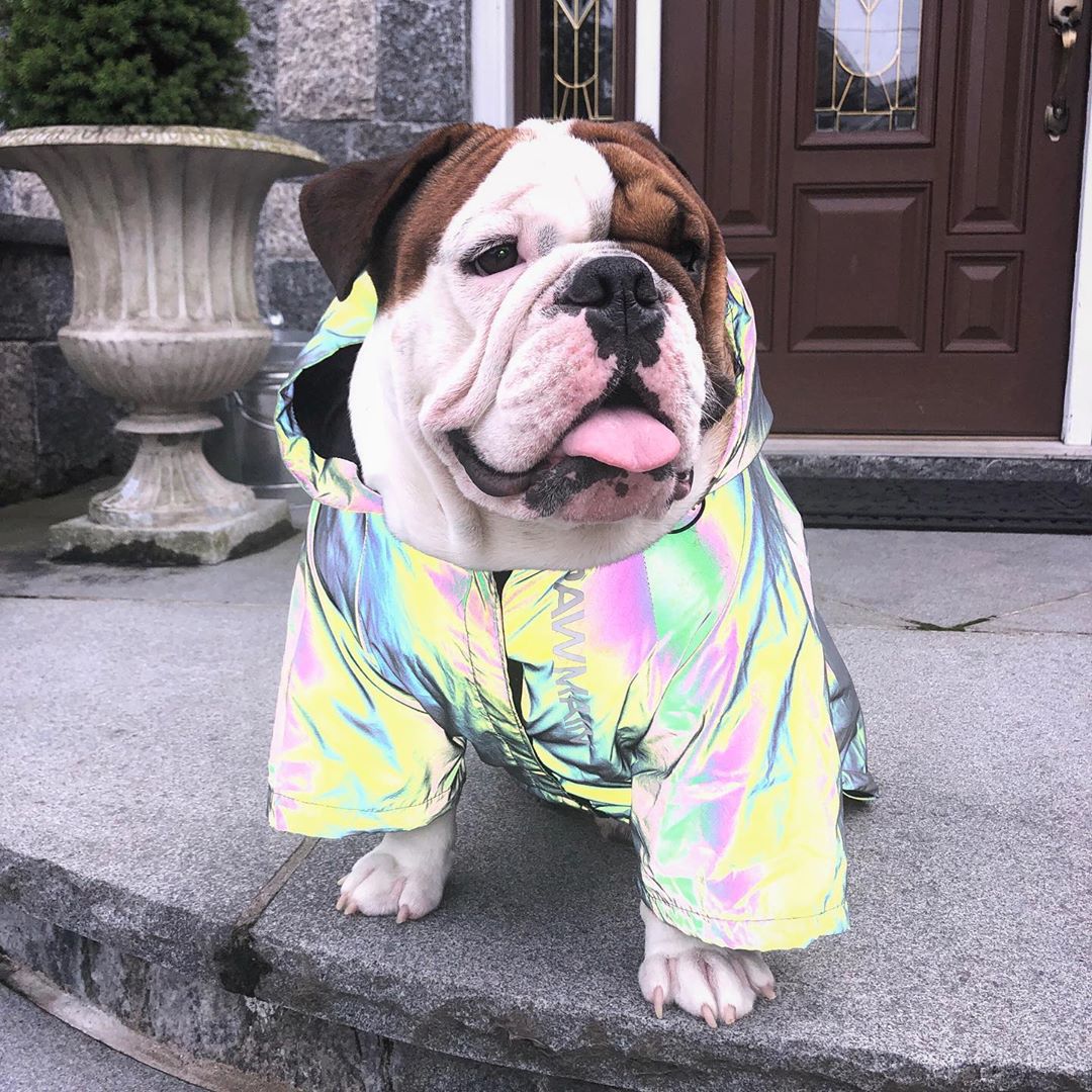 Windproof and Rainproof North Dog Face Dog Large Dog Raincoat Dog Pet Stormtrooper Coat - V.I.P Digital Presence