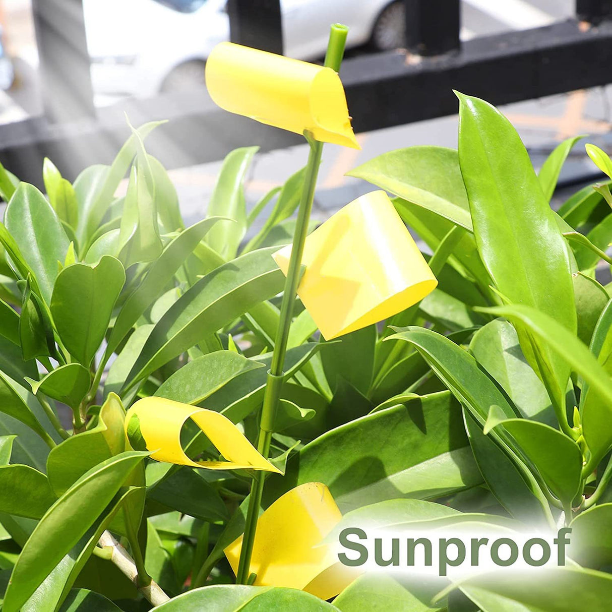 Sticky Houseplant Traps Gnat Yellow Insect Trap Indoor Fruit Fly Stakes Trap - V.I.P Digital Presence