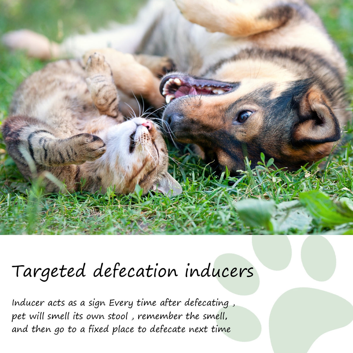 Pet Location Training Agent for Toilet Induction and Waste Positioning - V.I.P Digital Presence