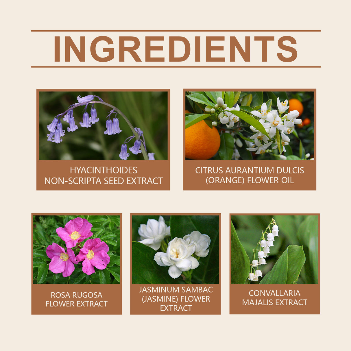 Bellflower Perfume For Women Mild Lasting Fragrance Bellflower Fragrance Fresh And Elegant Charm Dating Perfume - V.I.P Digital Presence