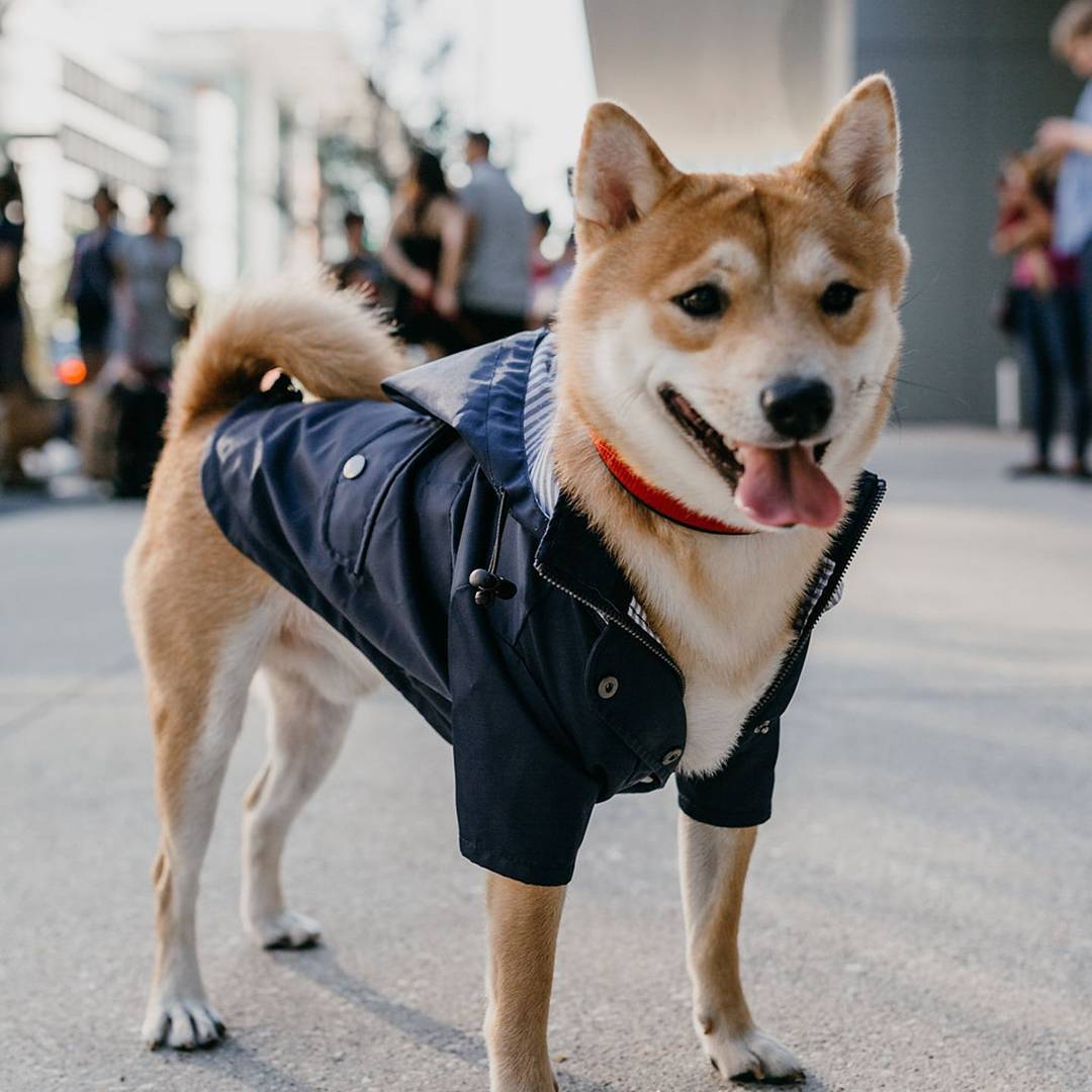 Windproof and rainproof British retro thick dog raincoat dog pet submachine jacket - V.I.P Digital Presence
