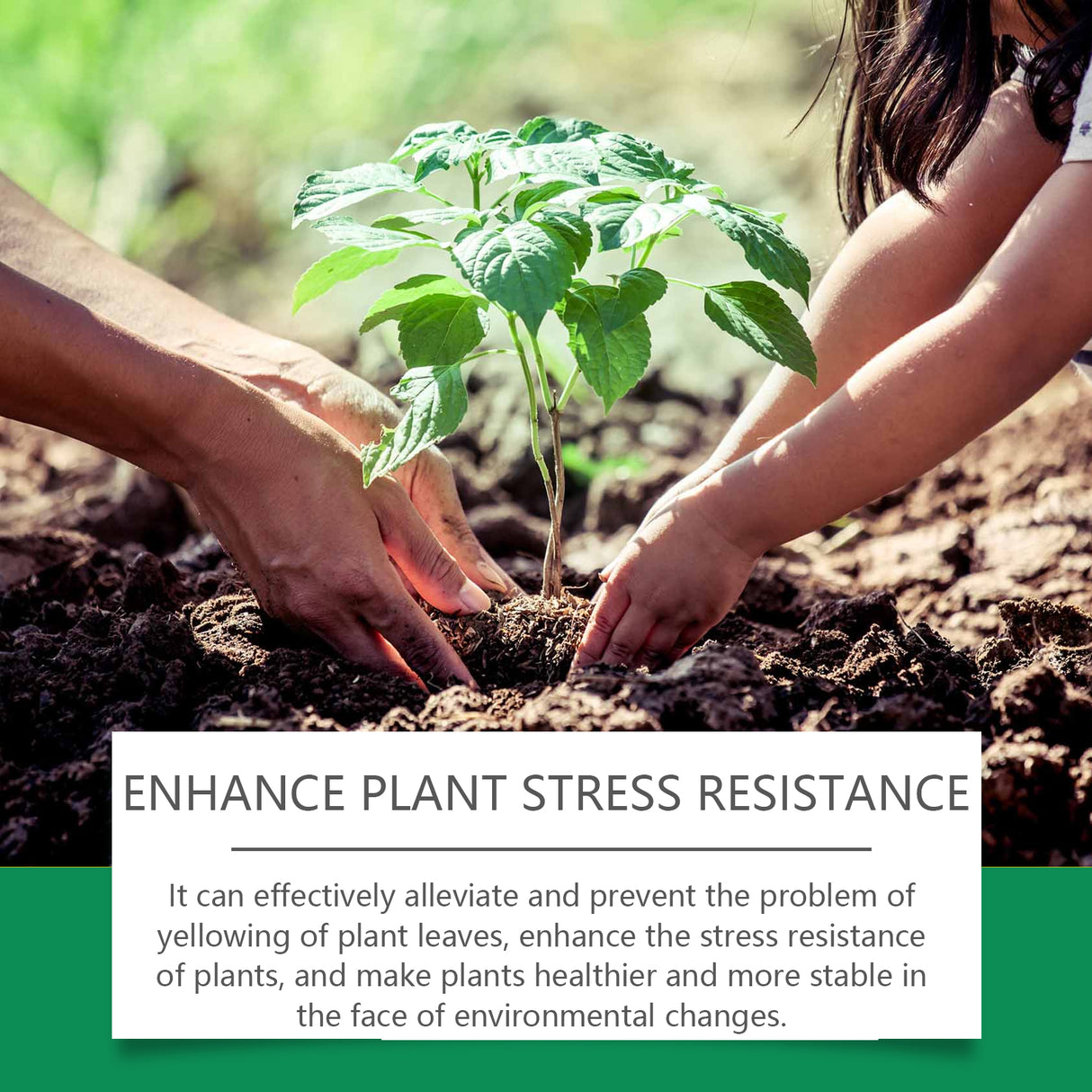 Moonspry Chlorophyll Spray, General Whole Plant Nutrient Solution For Healthy Growth Of Flowers And Fruit Trees And Green Leaves - V.I.P Digital Presence