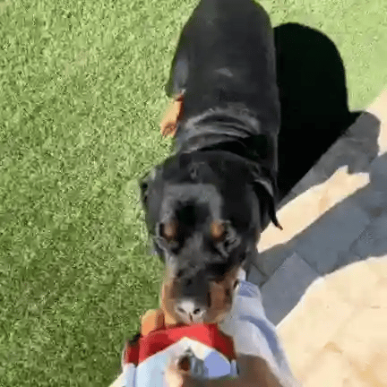 PuffPlay Cigratte Toy - V.I.P Digital Presence