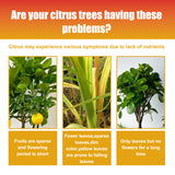 Premium 3-1-2 Liquid Fertilizer Concentrate For Citrus Trees, Orange Fruit Tree Plant Root Green Leaf Beauty Fruit Growth Nutrient Solution - V.I.P Digital Presence