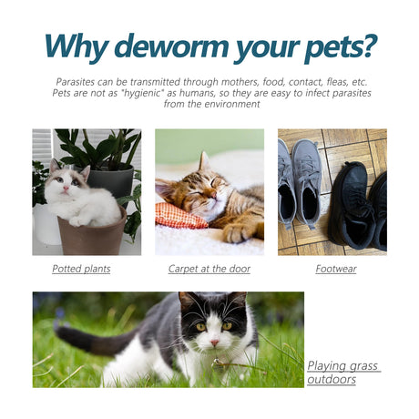 Pet Anti-Flea Tick Agent, External Deworming Skin Cleaning Tick Drops For Cats And Dogs - V.I.P Digital Presence