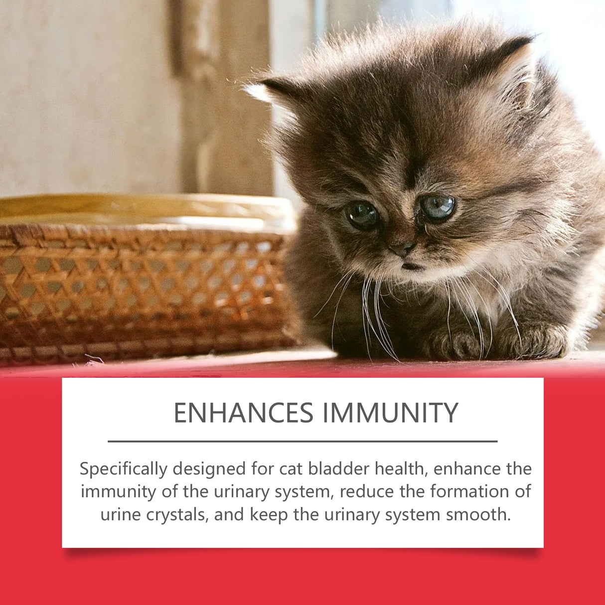 Pet Dietary Supplement, Take Care Of The Pet Body Discomfort Cat To Absorb Nutritional Supplements - V.I.P Digital Presence