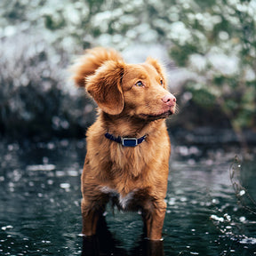 G12 Smart GPS pet tracker: Mini, waterproof, anti - loss collar for dogs & cats - V.I.P Digital Presence