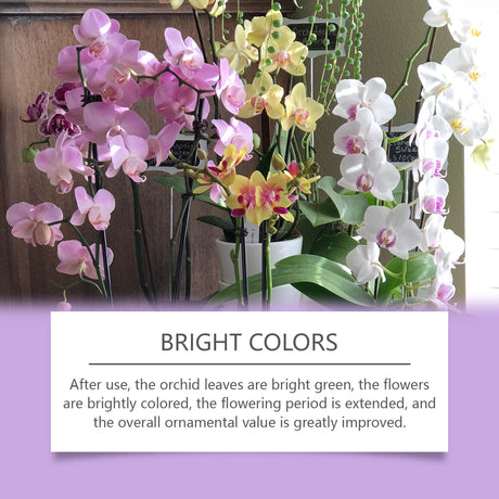 Orchid Plant Growth Agent Flower Green Plant Special Nutrient Solution For Orchid Pot Common - V.I.P Digital Presence