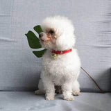 Claw Print Bone Alloy Bells for Pet Collars - Supplies for Dogs & Cats - V.I.P Digital Presence