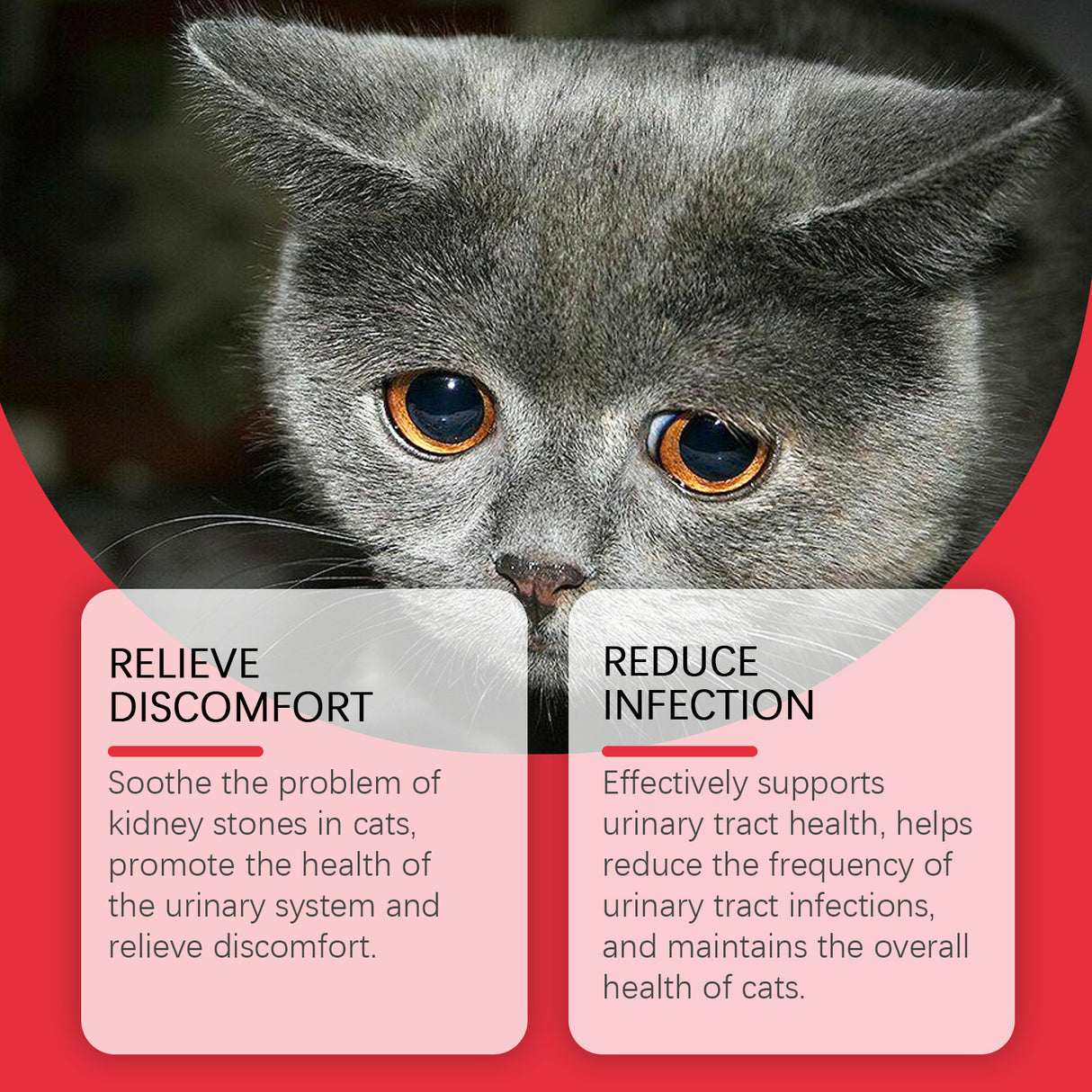 Pet Dietary Supplement, Take Care Of The Pet Body Discomfort Cat To Absorb Nutritional Supplements - V.I.P Digital Presence
