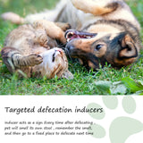 Pet Location Training Agent for Toilet Induction and Waste Positioning - V.I.P Digital Presence