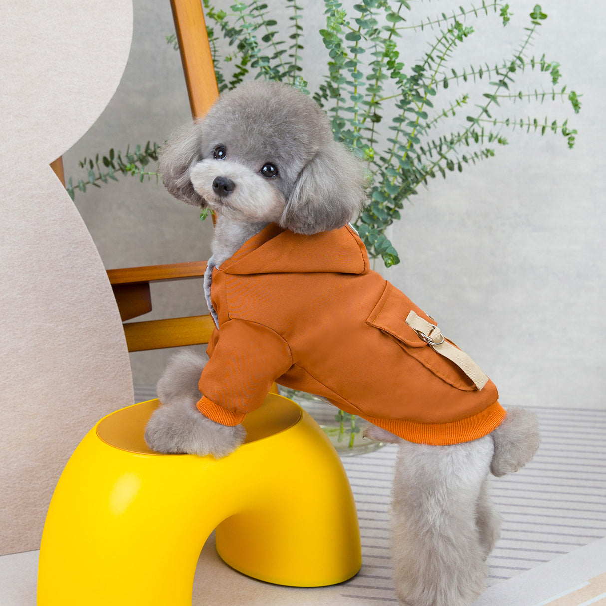 Pet clothes sweaters clothing for dogs teddy cats cool style two legged cotton clothes - V.I.P Digital Presence