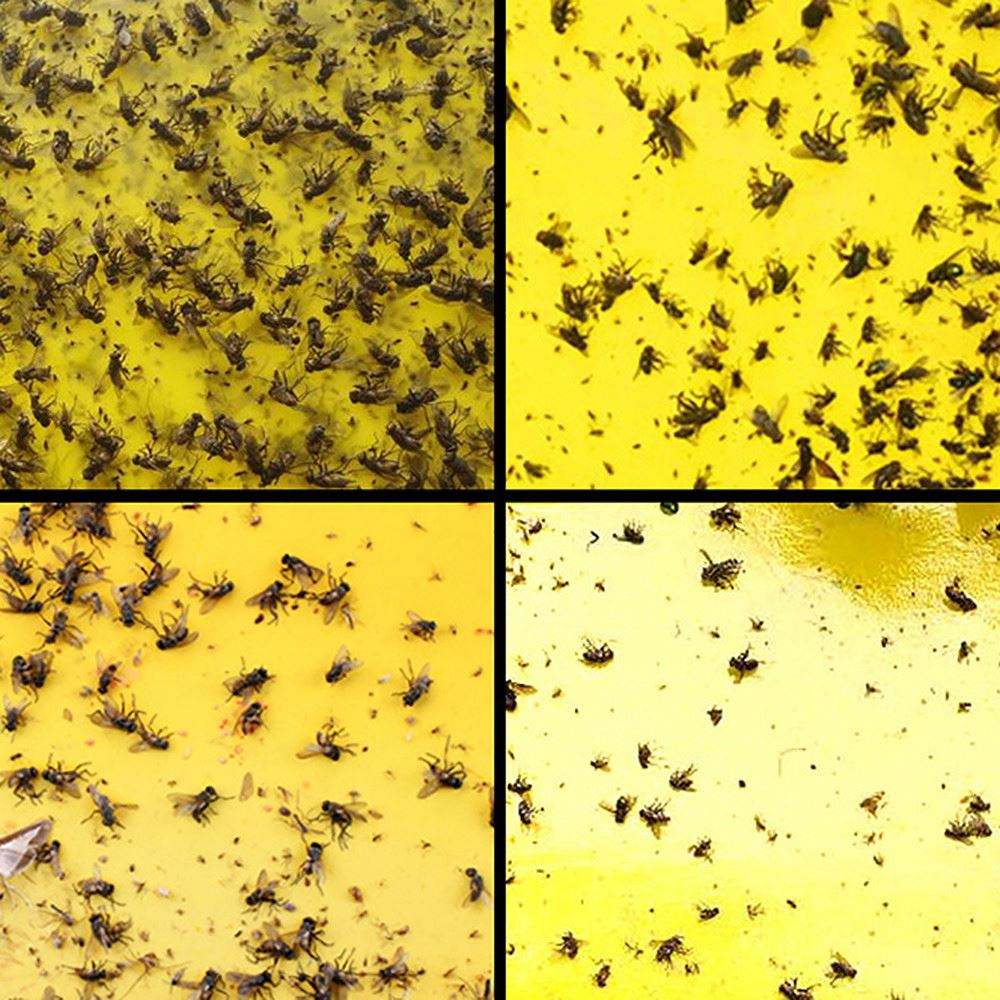 Double sidedStrong Flies Traps Bugs Sticky Board Catching Aphid Insects Killer fly Control Whitefly Thrip Leafminer Glue Sticker - V.I.P Digital Presence