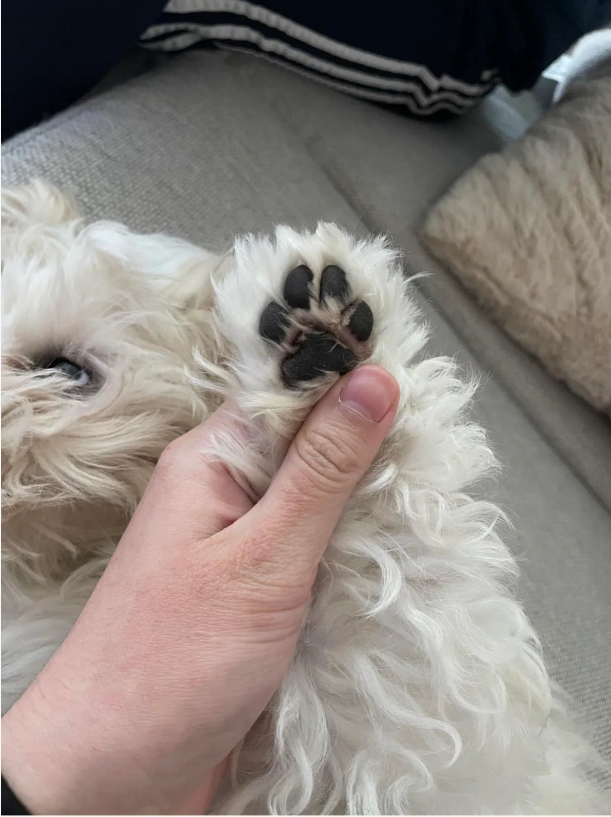 Pet hair Trimmer - V.I.P Digital Presence