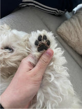 Pet hair Trimmer - V.I.P Digital Presence